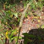 Panicum maximum Flower