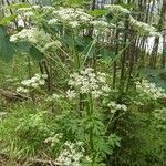 Pleurospermum austriacum Облик