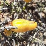 Balsamocarpon brevifolium Fruit