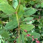 Persicaria virginiana List