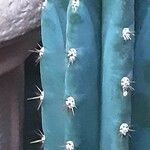 Echinopsis lageniformis Hoja