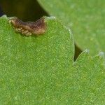 Adiantum aethiopicum Leaf