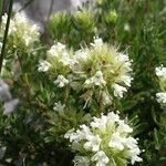 Thymus mastichina Λουλούδι