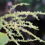 Allophylus africanus Blüte