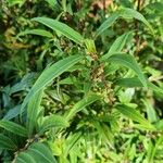 Lonicera acuminata ശീലം