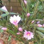 Hatiora rosea Квітка