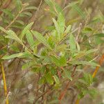 Salix lasiolepis Облик