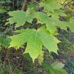 Acer platanoidesFrunză