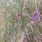 Vicia americana Flower