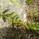 Veronica allionii Feuille