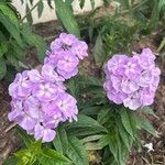 Phlox maculata Flower