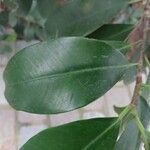 Ficus americana List