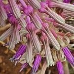 Ledebouria revoluta Цвят