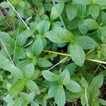 Cornus suecica Folha