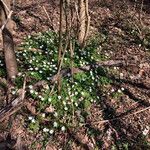 Anemone nemorosa ᱛᱟᱦᱮᱸ