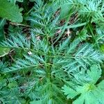 Mutellina adonidifolia 葉