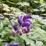 Aconitum variegatum Blomst