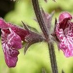 Stachys sylvatica Kwiat