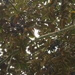 Pachylobus pubescens Frukto