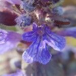 Ajuga genevensisFloro