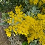 Acacia podalyriifolia Flower