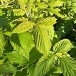 Rubus idaeusLeaf