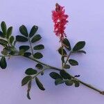 Indigofera spicata Blad