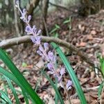 Liriope spicata Blomst