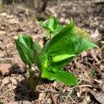 Trillium erectum برگ