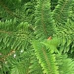 Polystichum setiferum Φύλλο