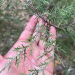 Juniperus monosperma برگ