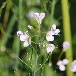 Cardamine pratensis 整株植物