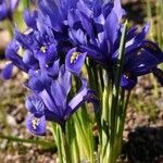 Iris reticulata Hábito