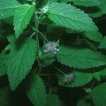 Marsypianthes chamaedrys Otro