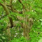 Parrotia persica Συνήθη χαρακτηριστικά