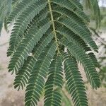 Acacia de Constantinopla - Albizia julibrissin Durazz.Leaf