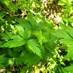 Anemone virginiana Leaf