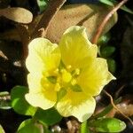 Ludwigia adscendens Λουλούδι