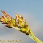 Carex brevicollis 果實