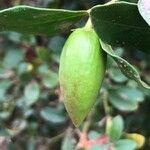 Carissa macrocarpa Fruit