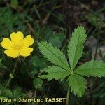 Potentilla pyrenaica Other
