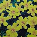 Tagetes tenuifolia Квітка