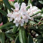 Rhododendron hyperythrum Virág