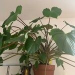 Homalomena rubescens Hoja