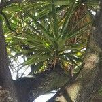 Yucca gigantea Blatt