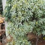 Cnidoscolus aconitifolius Blatt