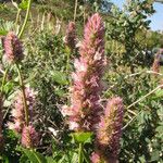 Agastache urticifolia Hàbitat