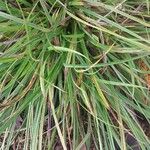 Carex spicata ᱥᱟᱠᱟᱢ