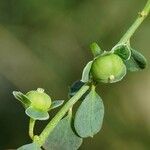 Andrachne telephioides Fruit