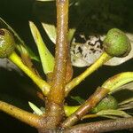 Coussapoa villosa 树皮